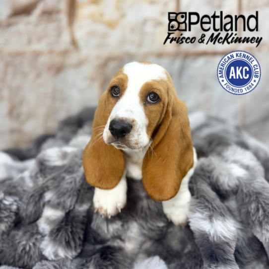 [#M05222] Red and White F Basset Hound Puppies for Sale