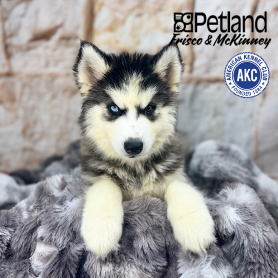 [#M05054] Black Grey and White F Siberian Husky Puppies for Sale