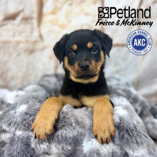 [#M05185] Black and Mahogany F Rottweiler Puppies for Sale