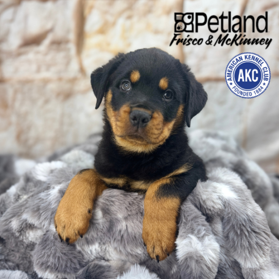 [#M05182] Black and Mahogany M Rottweiler Puppies for Sale