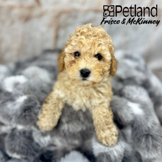 [#2519-03] Red M Labradoodle Mini 2nd Gen Puppies for Sale