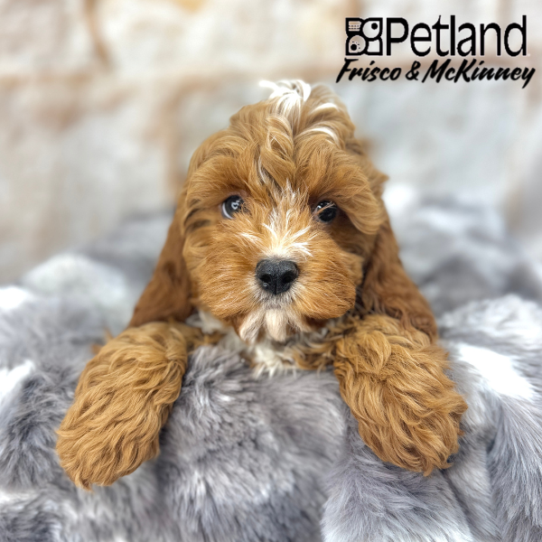 [#2587-01] Red M Cavapoo Puppies for Sale