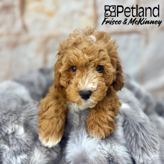 [#M04905] Red M Cavapoo F1B Puppies for Sale