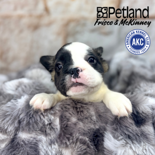 [#M05067] Fawn and White M French Bulldog Puppies for Sale