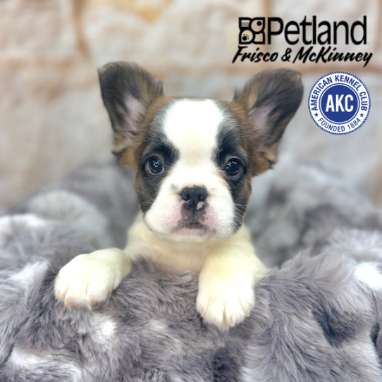 [#M05068] Fawn and White M French Bulldog Puppies for Sale