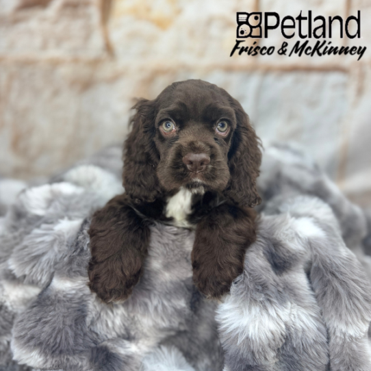 [#M05349] Brown M Cocker Spaniel Puppies for Sale