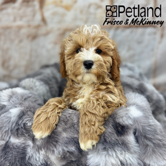 [#M04906] Red and White M Cavapoo F1B Puppies for Sale