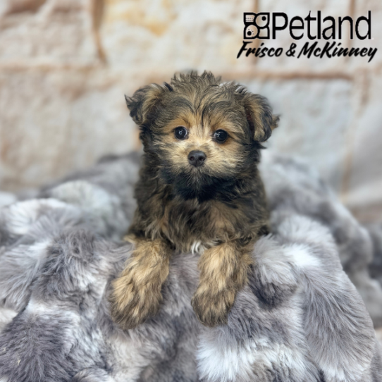 [#25306-02] Wolf Sable M Pomeranian/Poodle Puppies for Sale