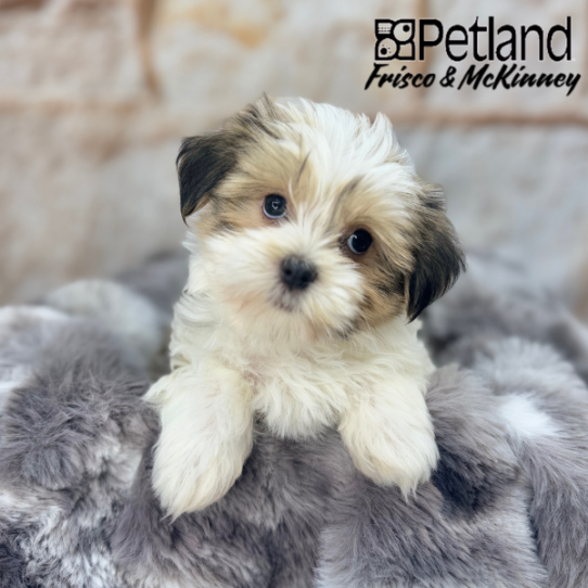 [#2591-02] Gold / White F Havanese Puppies for Sale