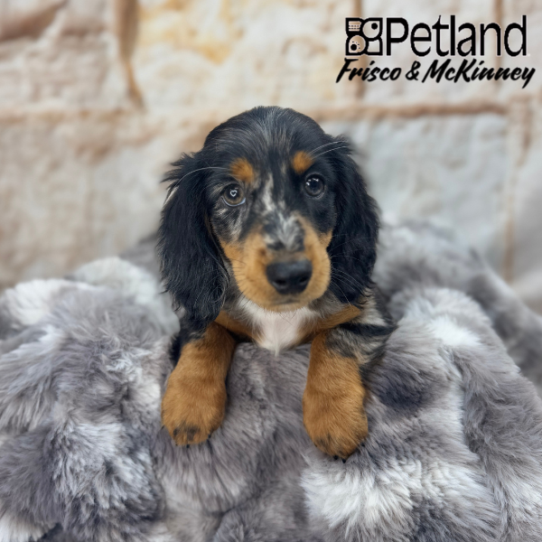 [#M04883] Black and Silver Dapple M Dachshund Puppies for Sale