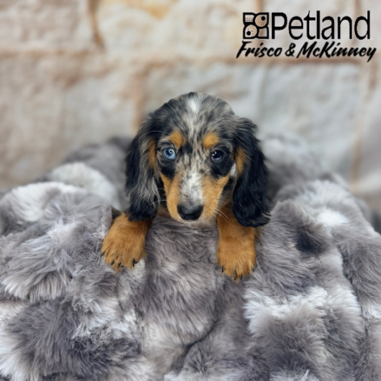 [#M04881] Black and Silver Dapple F Dachshund Puppies for Sale