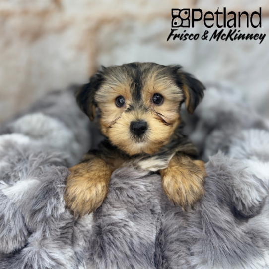 [#259-01] Black / Tan M Yorkshire Terrier Puppies for Sale