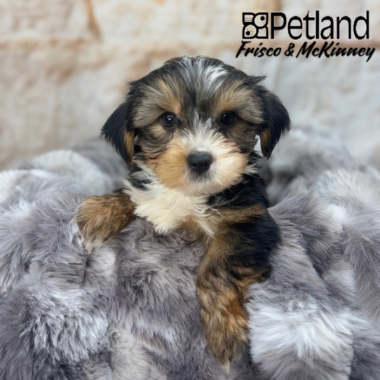 [#259-06] Black / Tan M Yorkshire Terrier Puppies for Sale