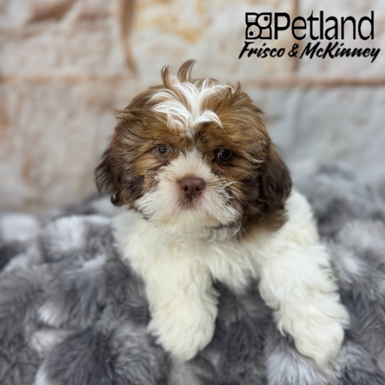 [#M05101] Liver and White M Shih Tzu Puppies for Sale