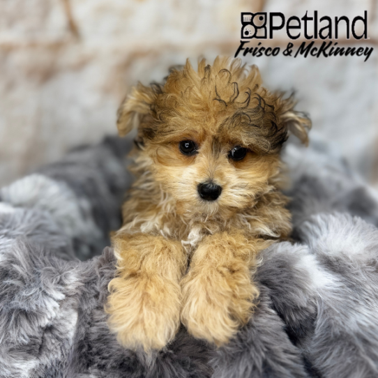 [#25306-01] Brown M Pomeranian/Poodle Puppies for Sale