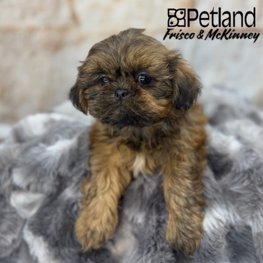 [#M05202] Liver F Shih Tzu Puppies for Sale
