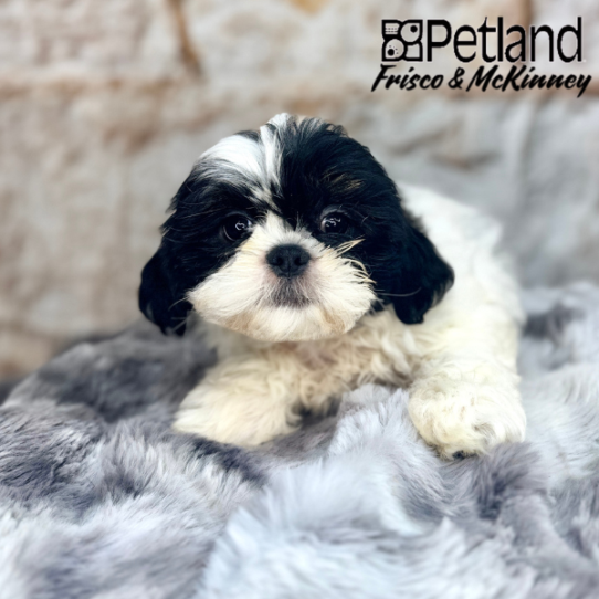 [#M05206] Black and White M Shih Tzu Puppies for Sale