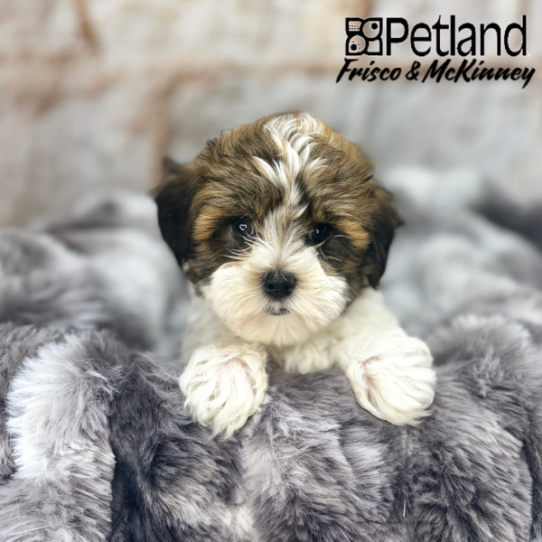 [#2589-01] Gold / White M Havanese Puppies for Sale