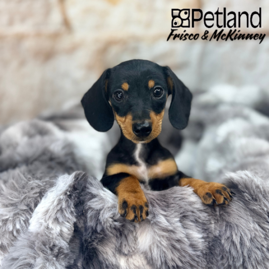[#M04884] Black and Tan F Dachshund Puppies for Sale
