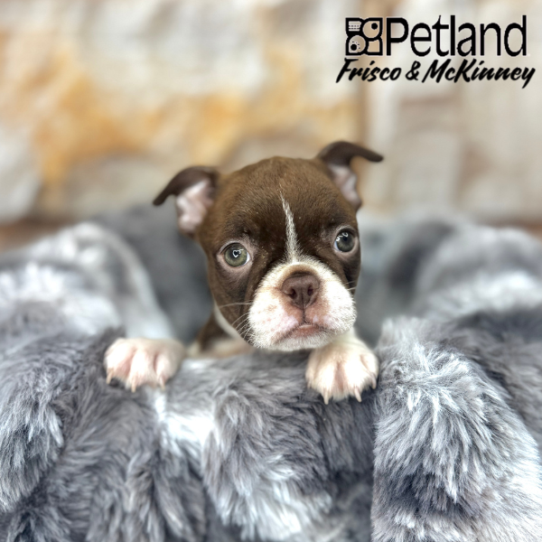 [#2559-04] Red / White F Boston Terrier Puppies for Sale