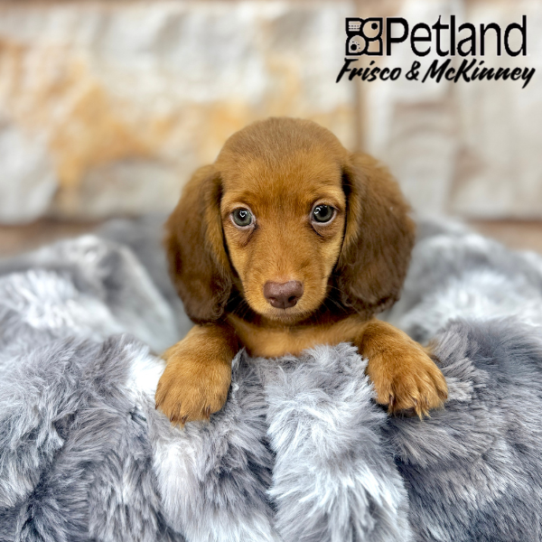 [#2597-02] Red M Dachshund Puppies for Sale