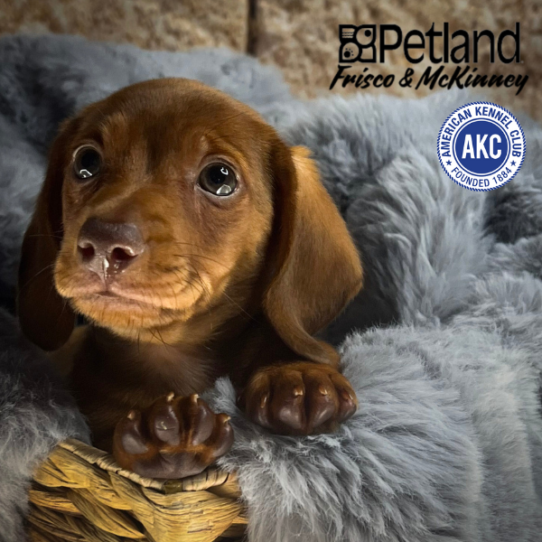 [#M05634] Fawn M Dachshund Puppies for Sale
