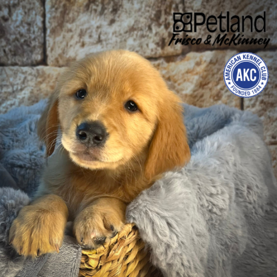 [#M05604] Dark Golden  M Golden Retriever Puppies for Sale