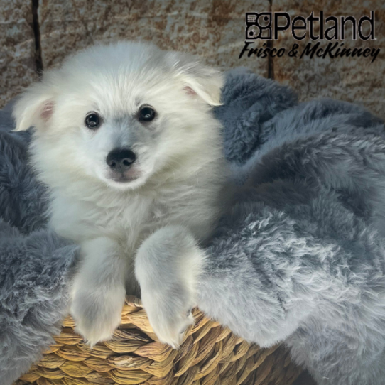 [#M05649] White M American Eskimo Puppies for Sale