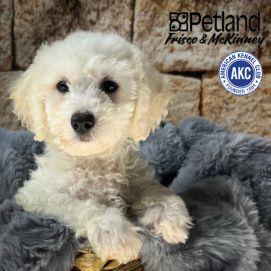 [#M05457] White F Bichon Frise Puppies for Sale