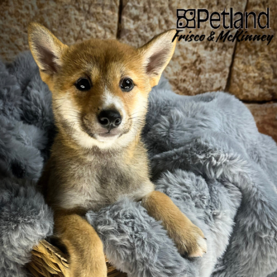 [#M05443] Red Sesame F Shiba Inu Puppies for Sale