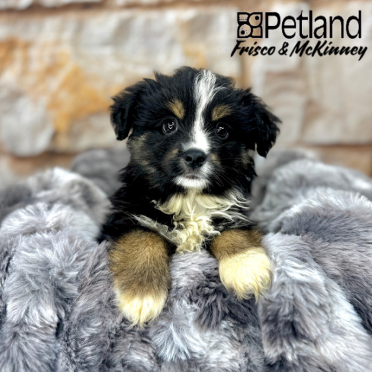 [#M05925] Black White and Brown M Miniature Australian Shepherd Puppies for Sale