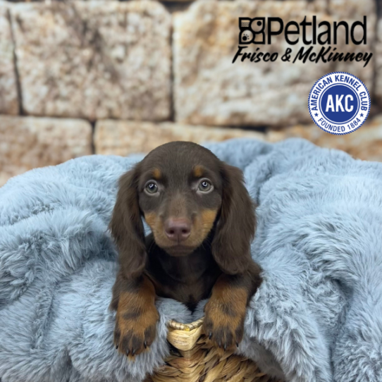 [#M05761] Chocolate and Tan F Dachshund Puppies for Sale