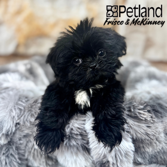 [#2510-01] Black M Shih Tzu Puppies for Sale