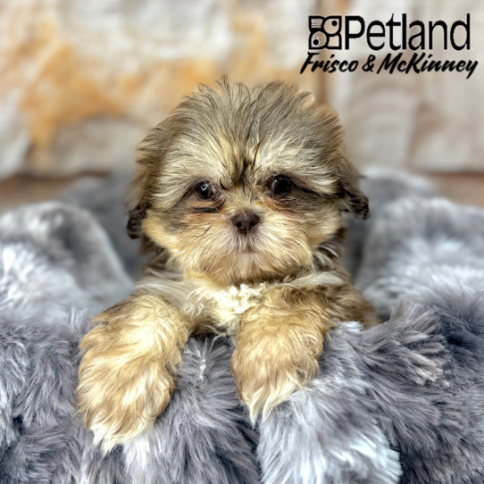 [#2510-05] F Shih Tzu Puppies for Sale