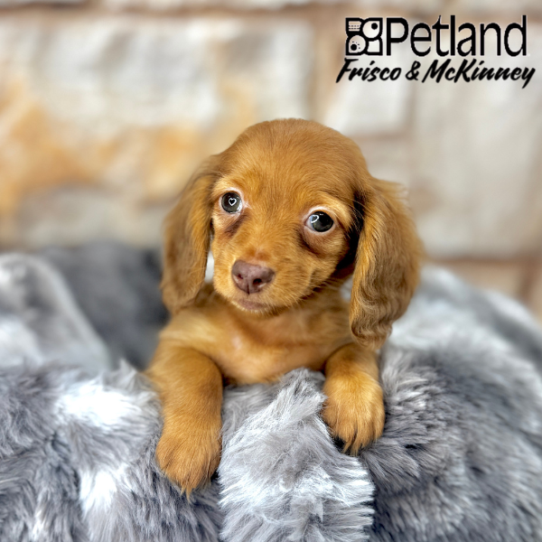 [#2597-05] Red F Dachshund Puppies for Sale