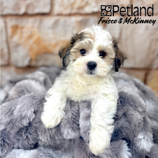 [#2599-02] Gold / White M Teddy Bear Puppies for Sale