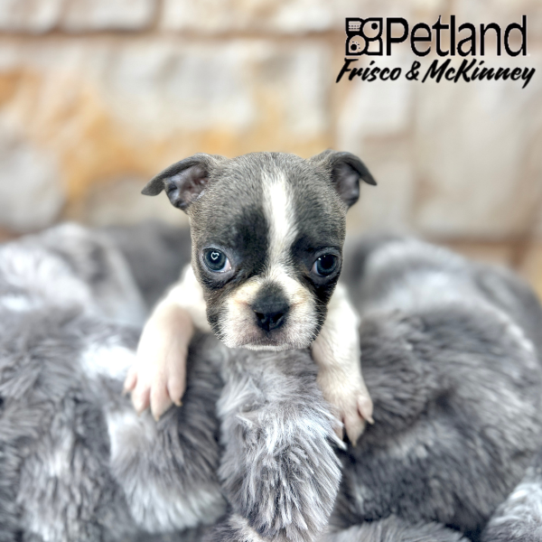 [#2559-03] Blue / White F Boston Terrier Puppies for Sale