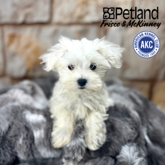 [#M05939] White F Maltese Puppies for Sale