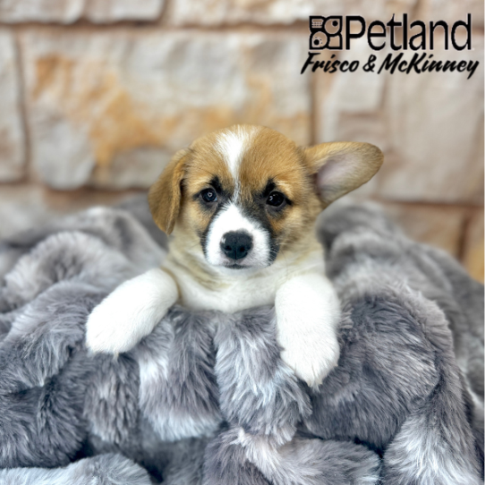 [#2522-01] Red / White M Pembroke Welsh Corgi Puppies for Sale