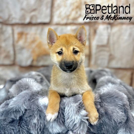 [#M05844] Red M Shiba Inu Puppies for Sale