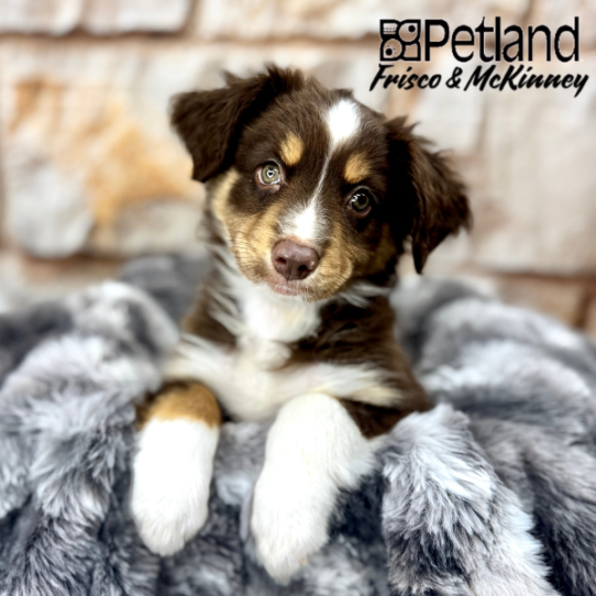 [#M05837] Red and White F Miniature Australian Shepherd Puppies for Sale