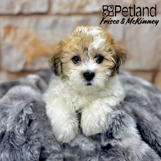 [#2599-03] Gold / White M Teddy Bear Puppies for Sale