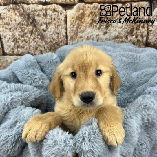 [#251579-02] Golden M Golden Retriever Puppies for Sale