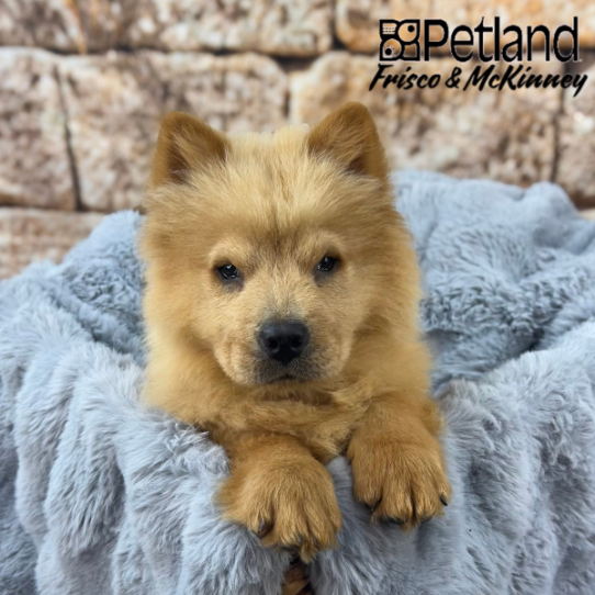 [#251563-04] Red M Chow Chow Puppies for Sale