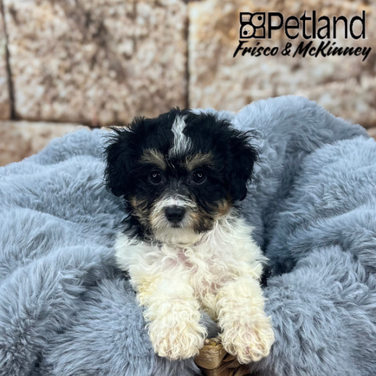 [#251583-01] Black / Tan M Maltipoo Puppies for Sale
