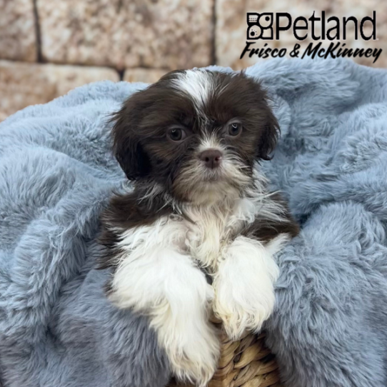 [#251567-03] Liver / White F Shih Tzu Puppies for Sale