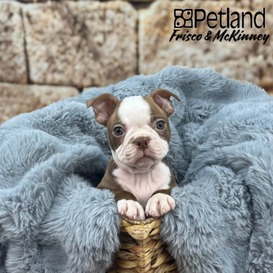 [#251574-01] Seal / White M Boston Terrier Puppies for Sale