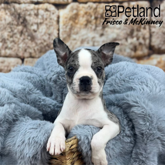 [#251561-02] Blue Merle F Boston Terrier Puppies for Sale