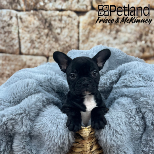 [#25218-02] Brindle F French Bulldog Puppies for Sale