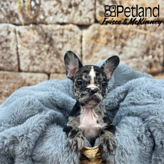 [#25218-05] Blue Merle F French Bulldog Puppies for Sale